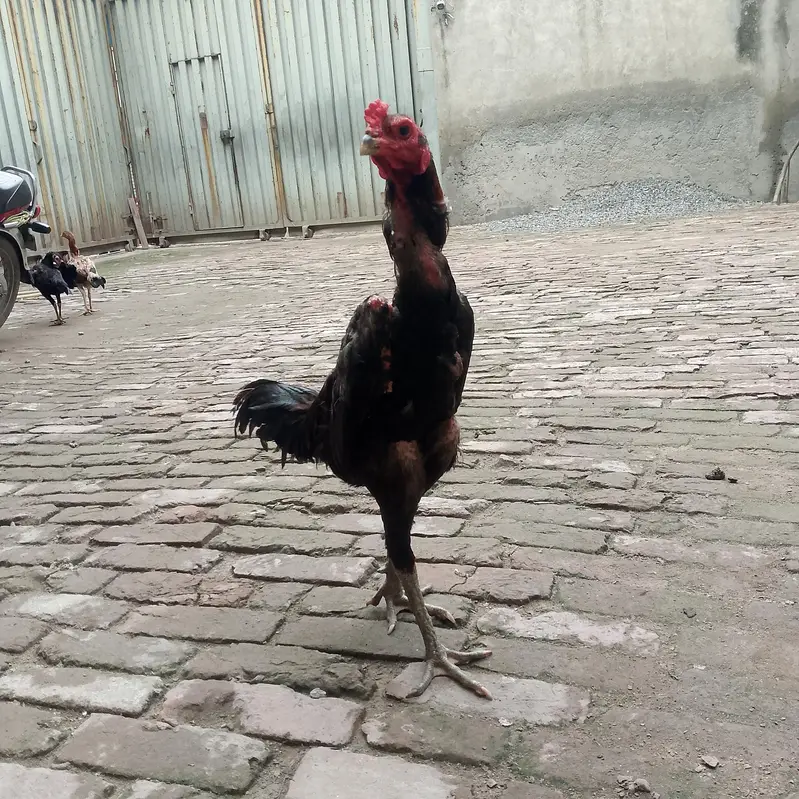 aseel burmi thai and pakoya trat chicks for sale — photo 5
