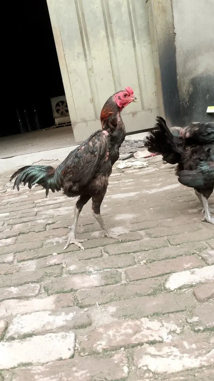 aseel burmi thai and pakoya trat chicks for sale — photo 6