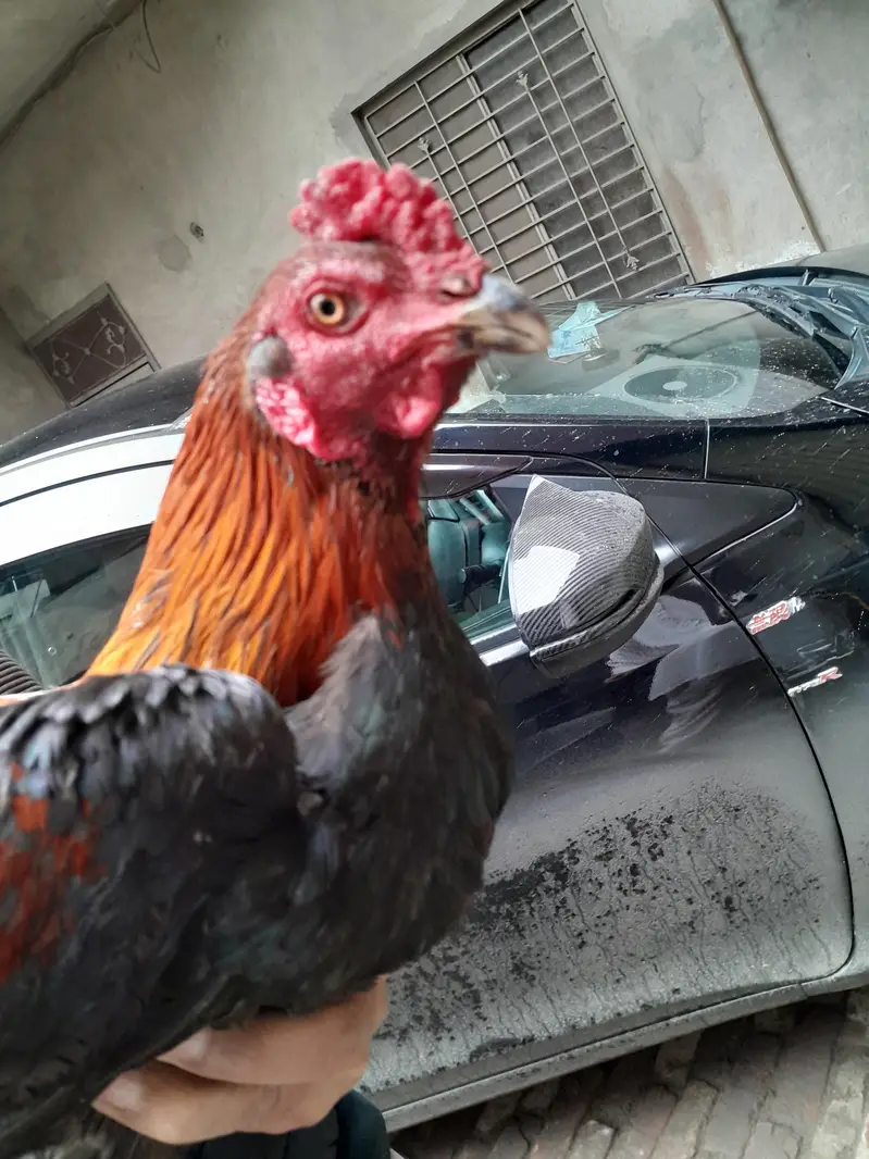 aseel burmi thai and pakoya trat chicks for sale — photo 8
