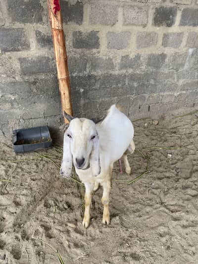 Urgent sell. Bread : tedi nasal. Age : 1 year. sheriyar town phase 3
