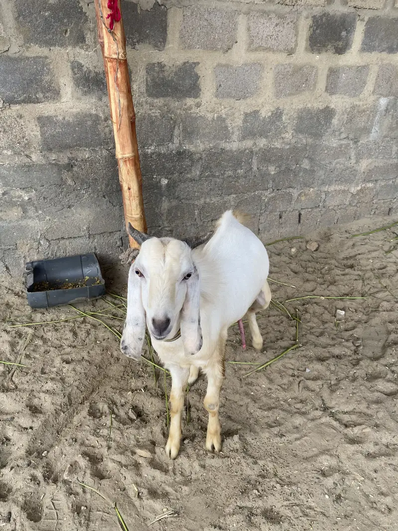 Urgent sell. Bread : tedi nasal. Age : 1 year. sheriyar town phase 3