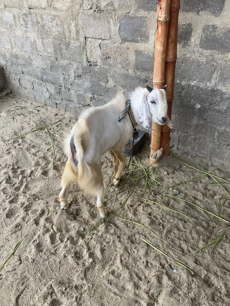 Urgent sell. Bread : tedi nasal. Age : 1 year. sheriyar town phase 3 — photo 2