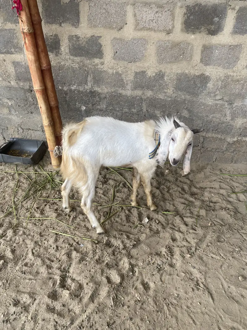Urgent sell. Bread : tedi nasal. Age : 1 year. sheriyar town phase 3 — photo 3