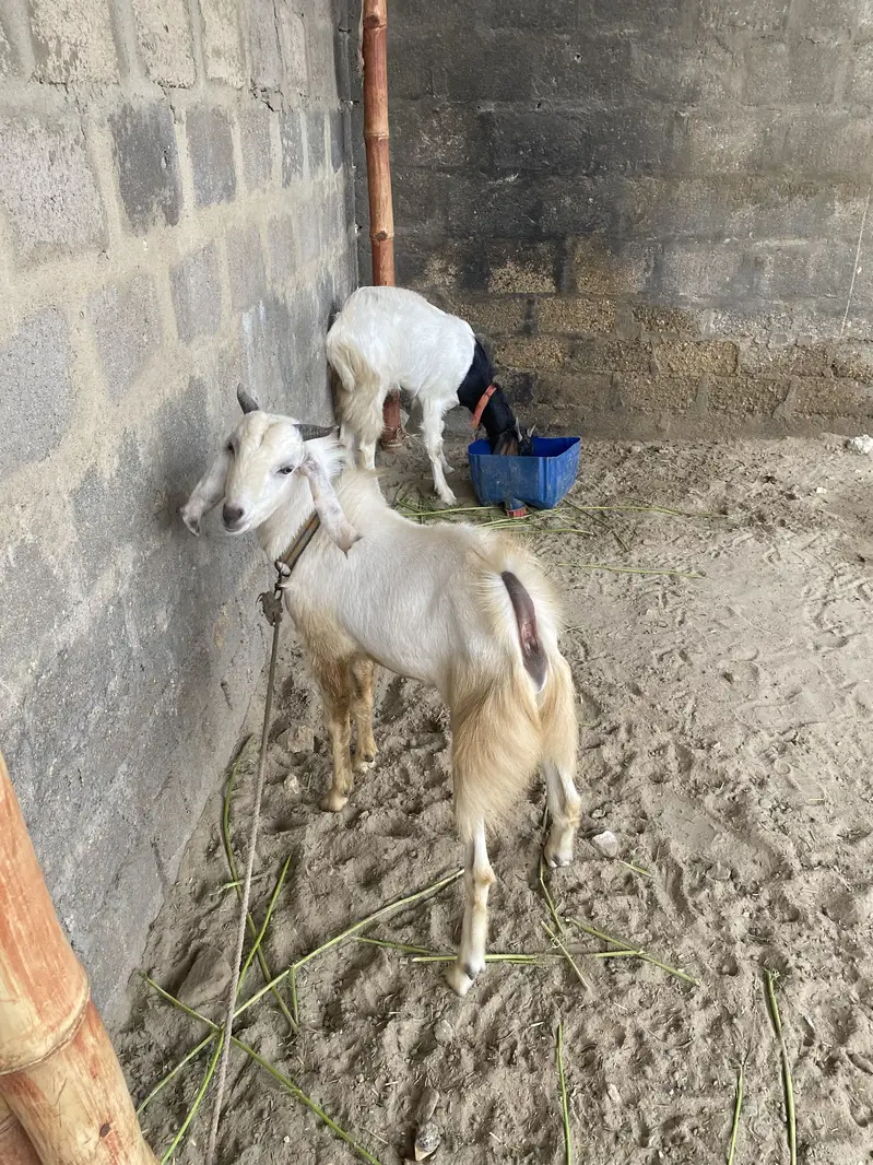 Urgent sell. Bread : tedi nasal. Age : 1 year. sheriyar town phase 3 — photo 4