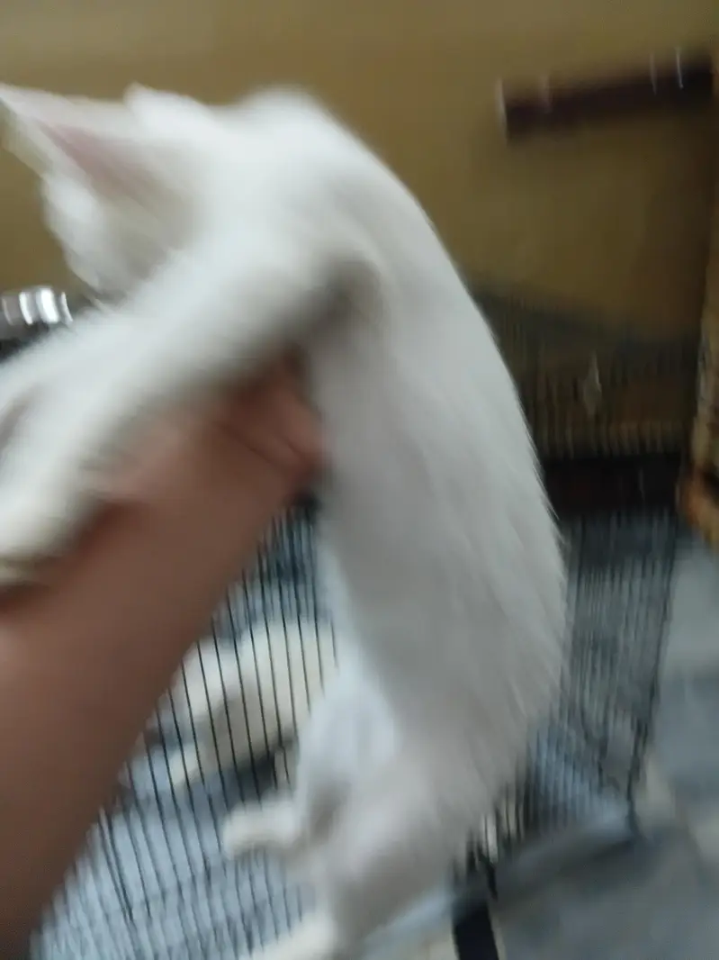 2 male and 2 female cats — photo 2