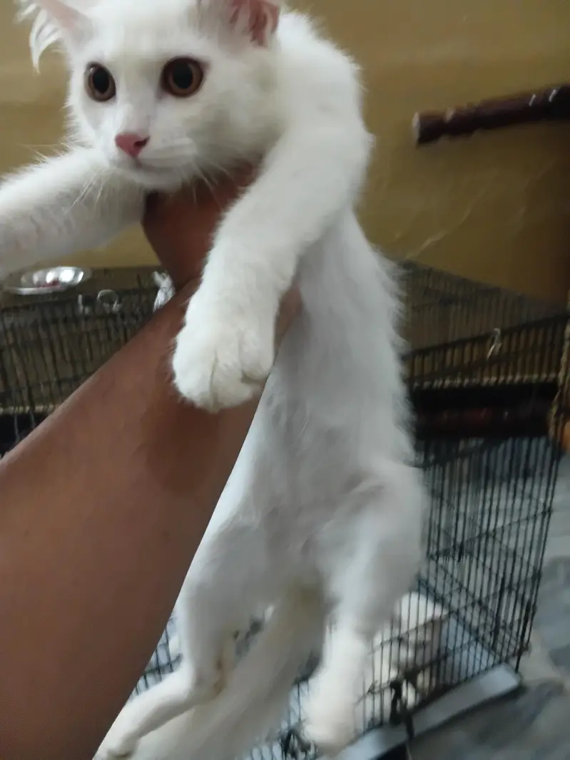 2 male and 2 female cats — photo 3