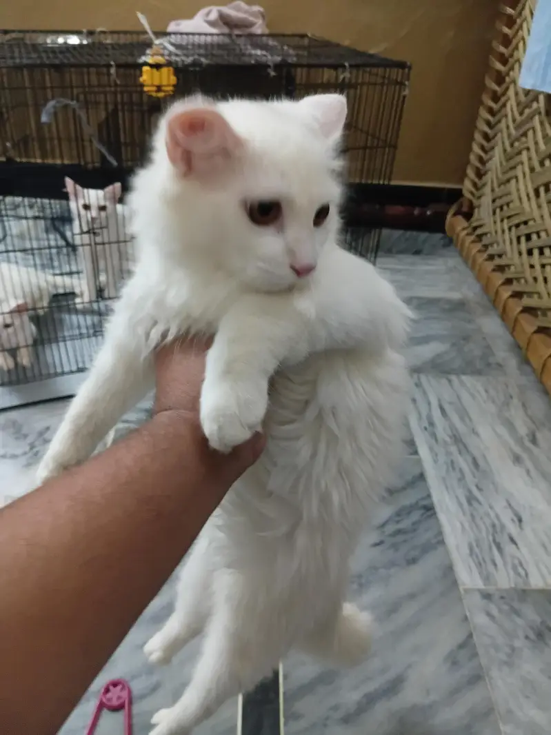 2 male and 2 female cats — photo 4