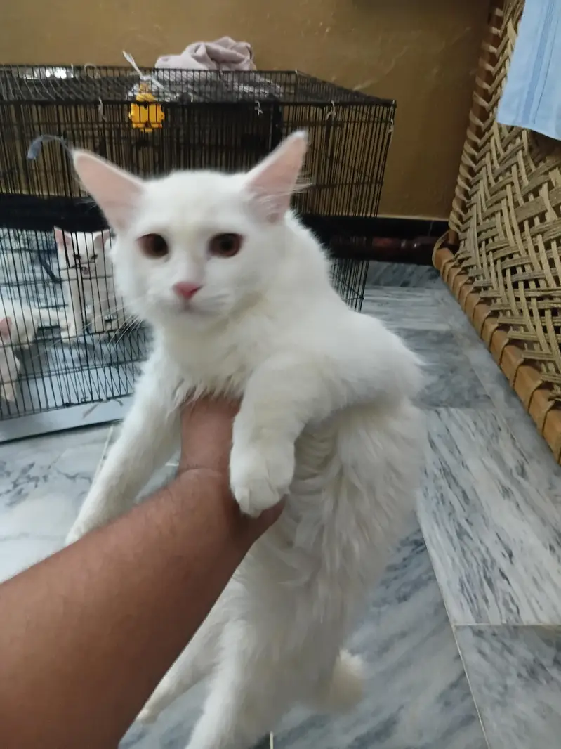 2 male and 2 female cats — photo 5