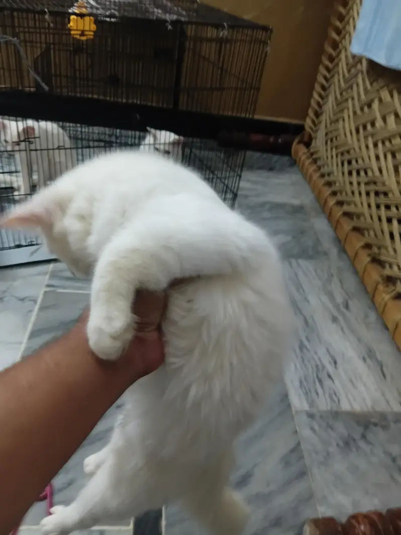 2 male and 2 female cats — photo 6