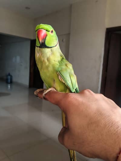 16 month Talking & Hand-Tame Parrot for Sale | Friendly & Active