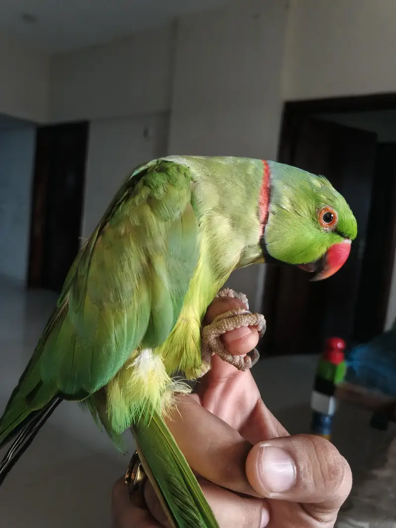 16 month Talking & Hand-Tame Parrot for Sale | Friendly & Active — photo 2