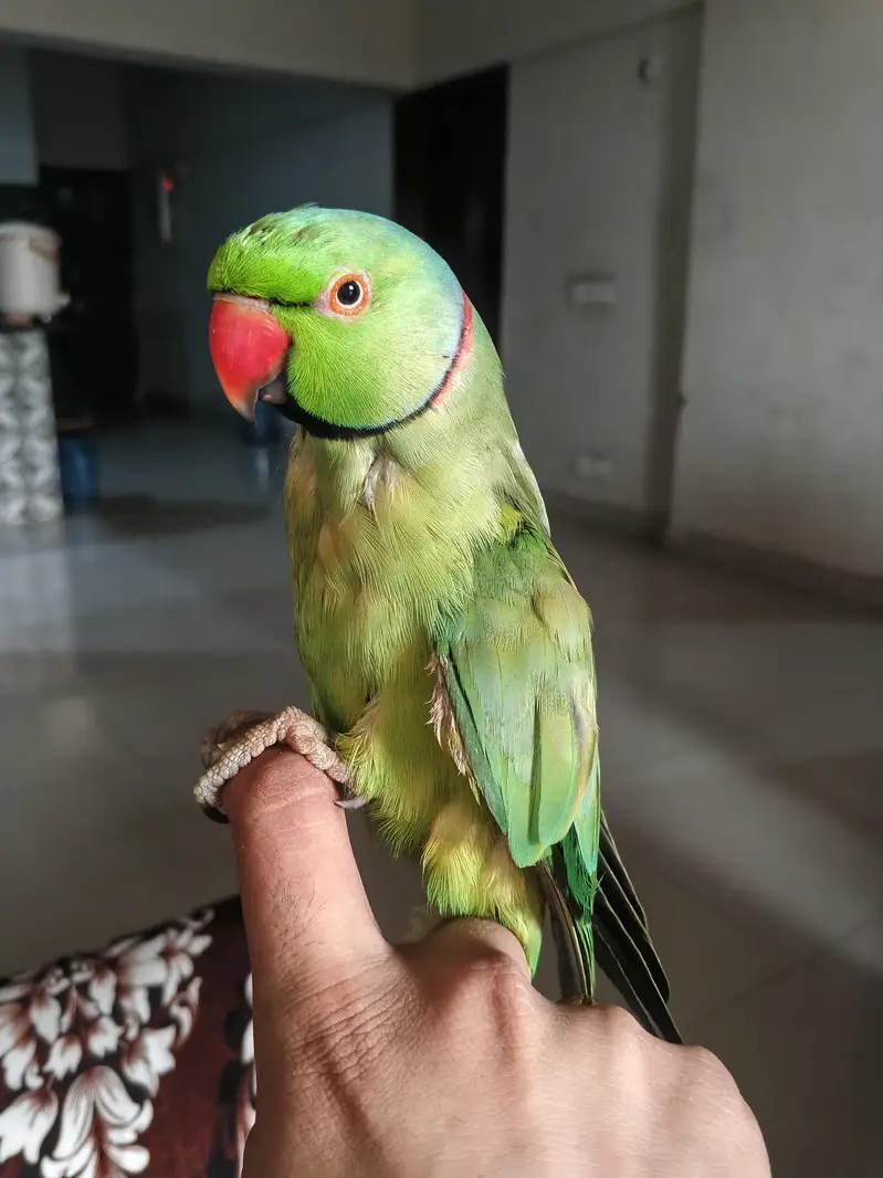 16 month Talking & Hand-Tame Parrot for Sale | Friendly & Active — photo 3