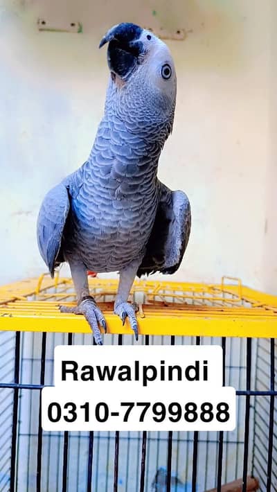 african grey chick 6 month old 0310/7799888 read full description