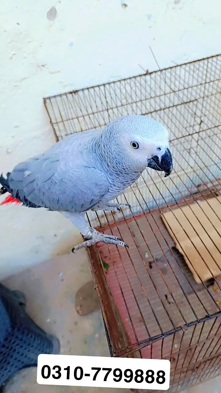 african grey chick 8 month old 0310/7799888 read full description — photo 2