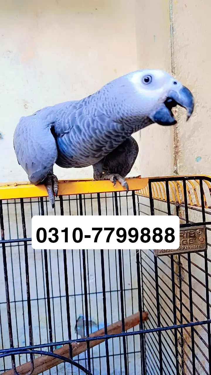 african grey chick 8 month old 0310/7799888 read full description — photo 3