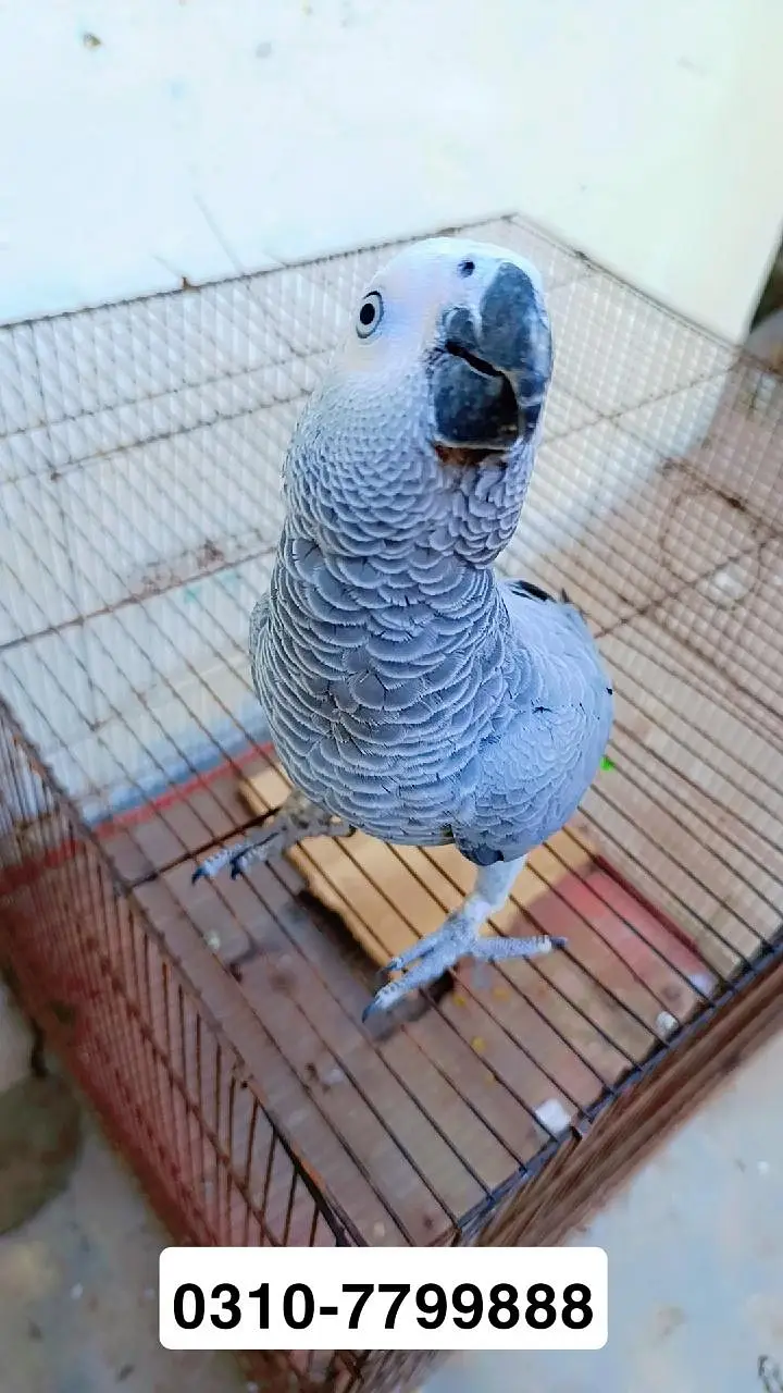 african grey chick 8 month old 0310/7799888 read full description — photo 4