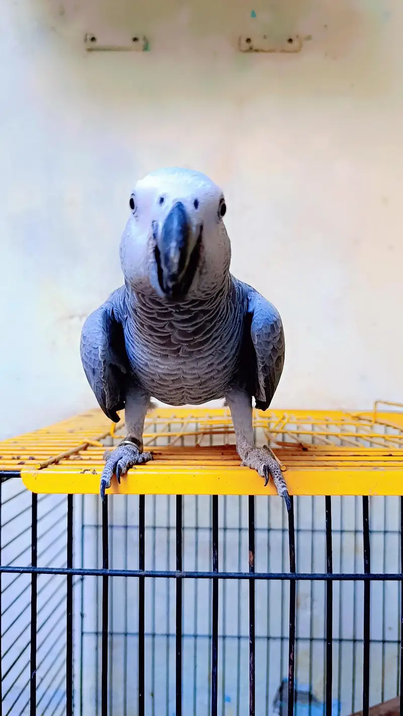african grey chick 8 month old 0310/7799888 read full description — photo 5