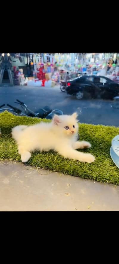 persian cat for sale