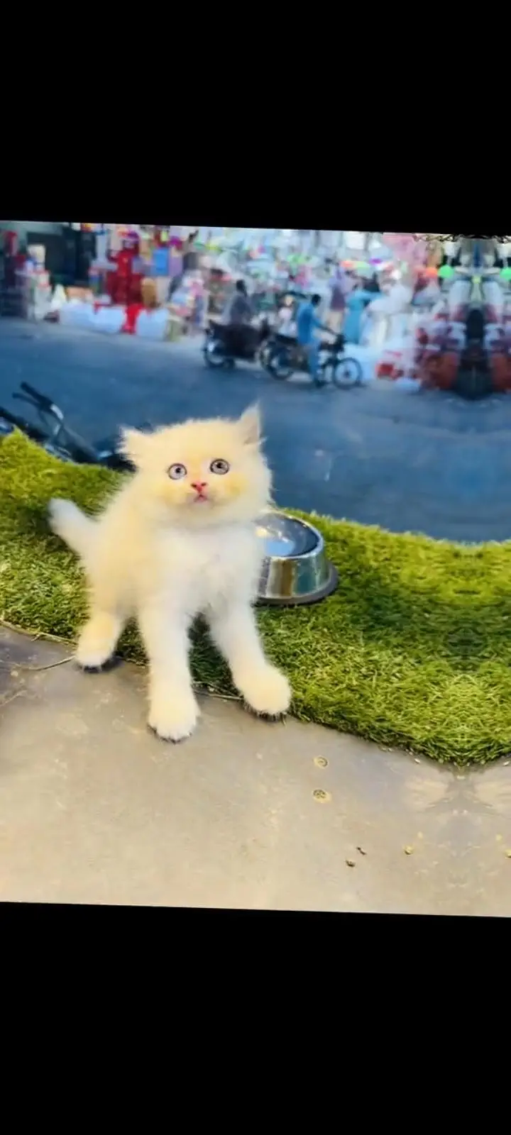 persian cat for sale — photo 2