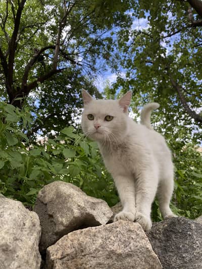  Adorable Cat Available for Sale – Friendly & Healthy