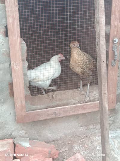 Golden Misri pathy