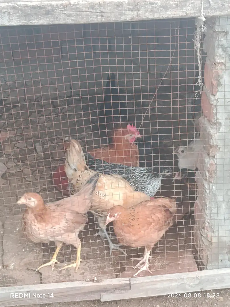 Golden Misri pathy — photo 2