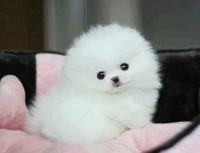 Pomeranian puppies 0313*93*63*417