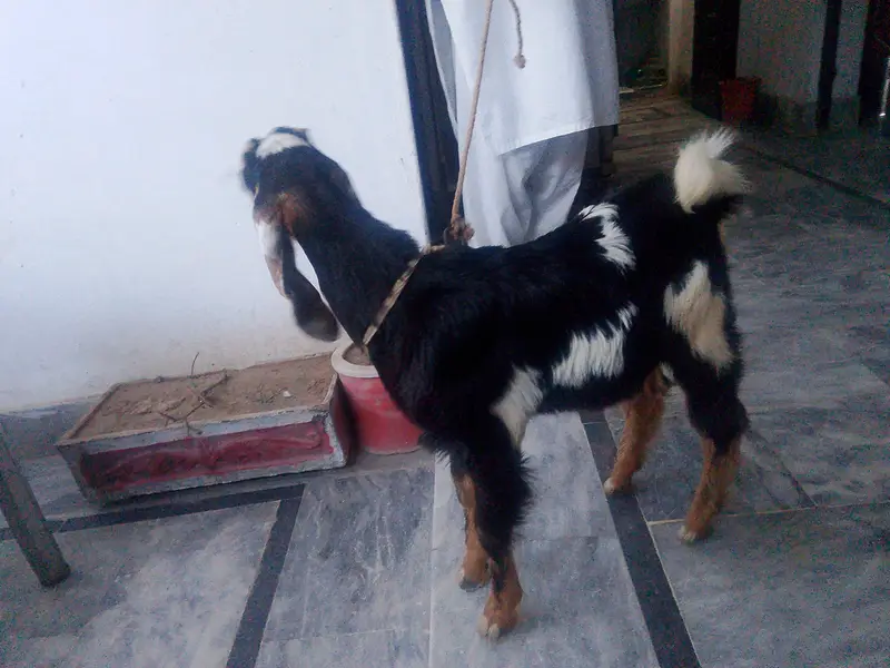 Tedyy Male Goat child — photo 2