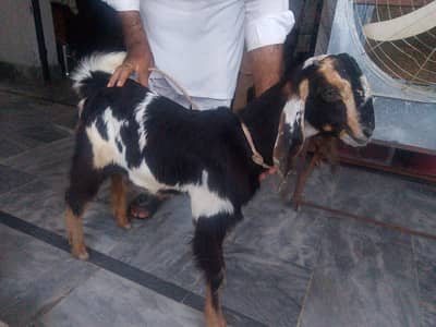Tedyy Male Goat child