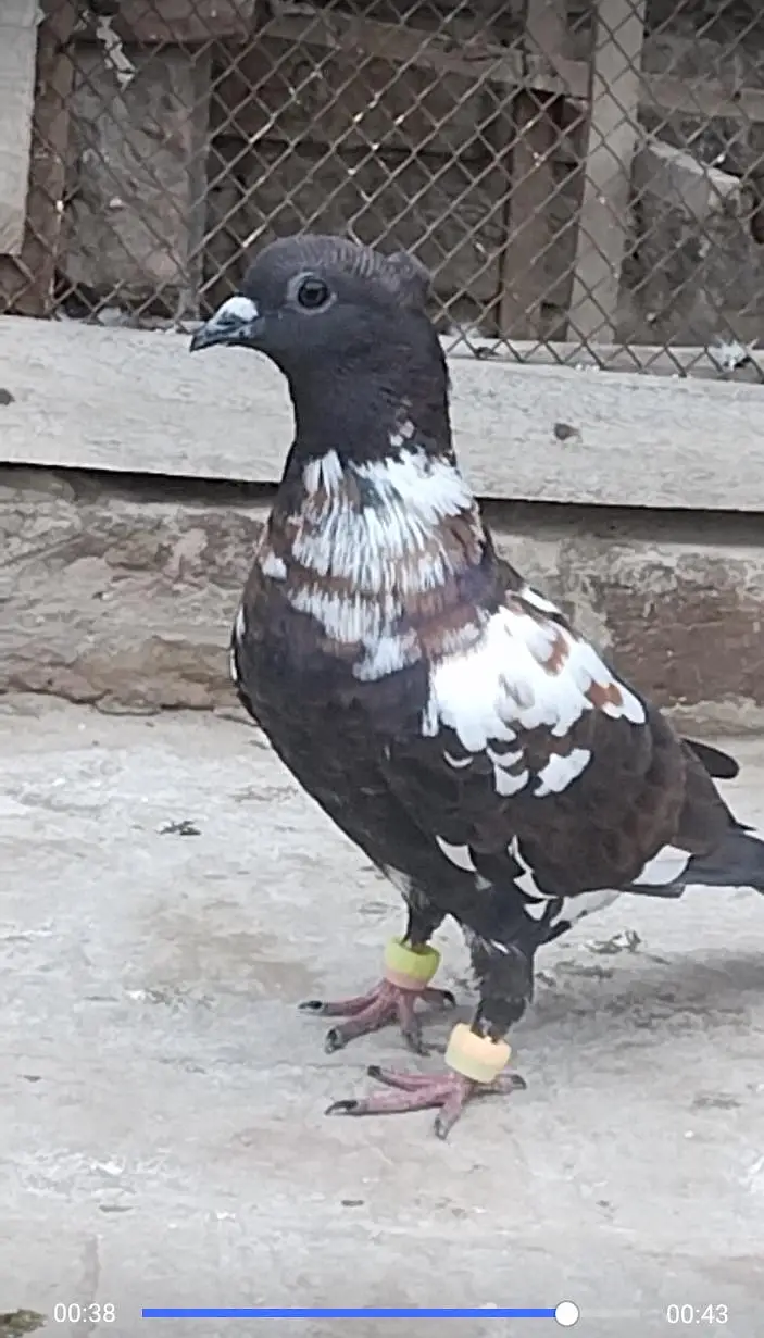9 Kali ka yang patha f s multan call watsap o31371o1886 — photo 2