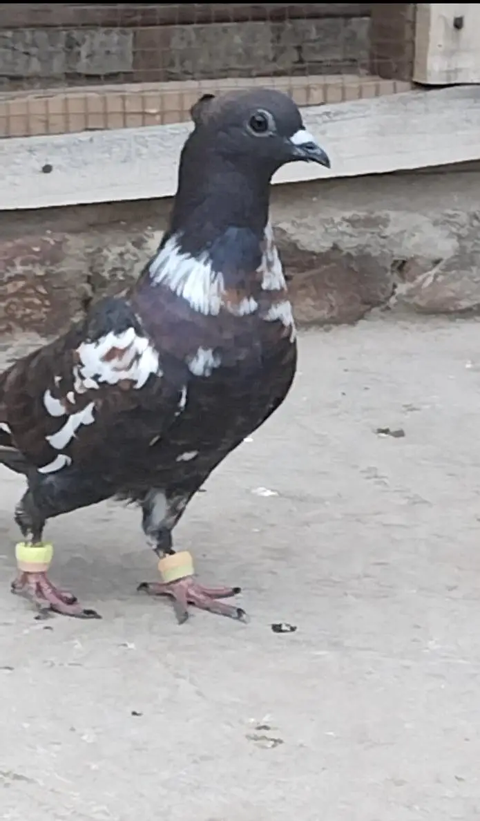9 Kali ka yang patha f s multan call watsap o31371o1886 — photo 3