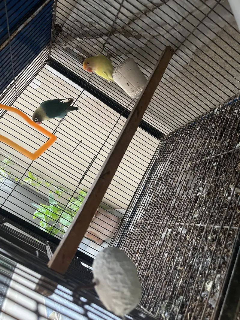 Love Bird Setup + Pair on Egg — photo 8