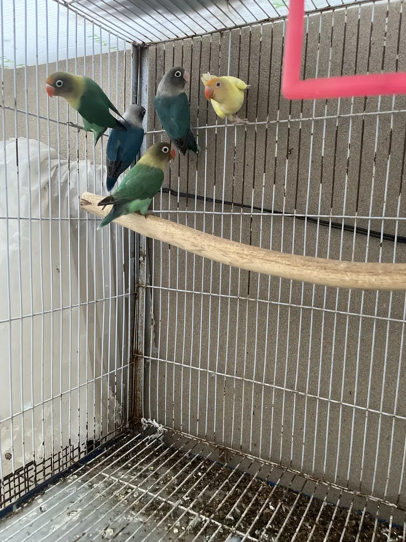 Love Bird Setup + Pair on Egg — photo 9
