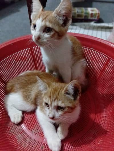 single coat Persian cats available for adoption