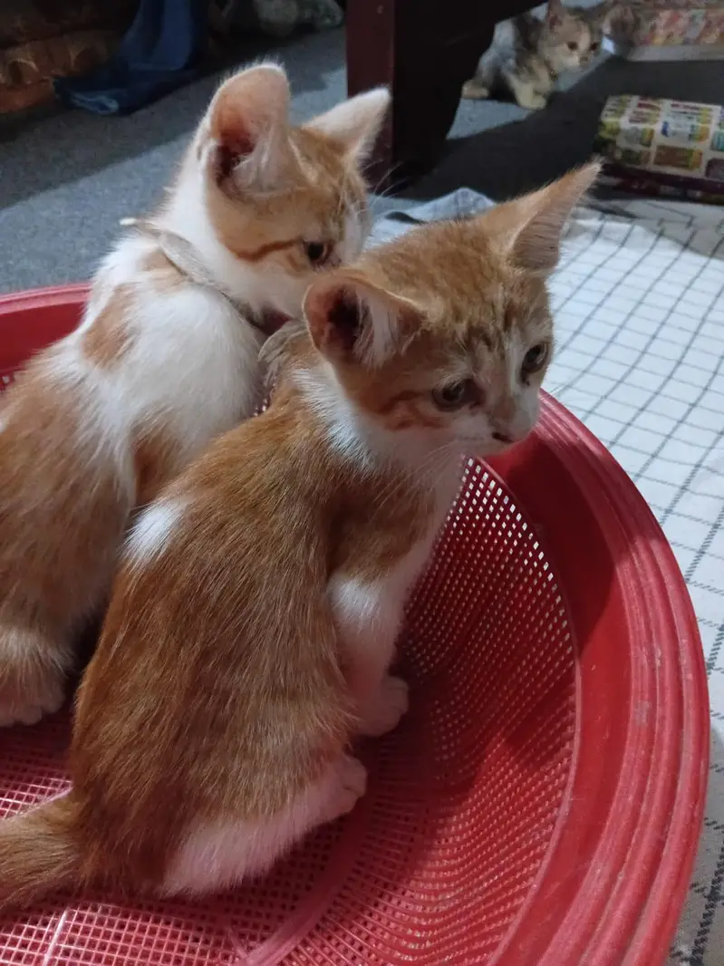 single coat Persian cats available for adoption — photo 2
