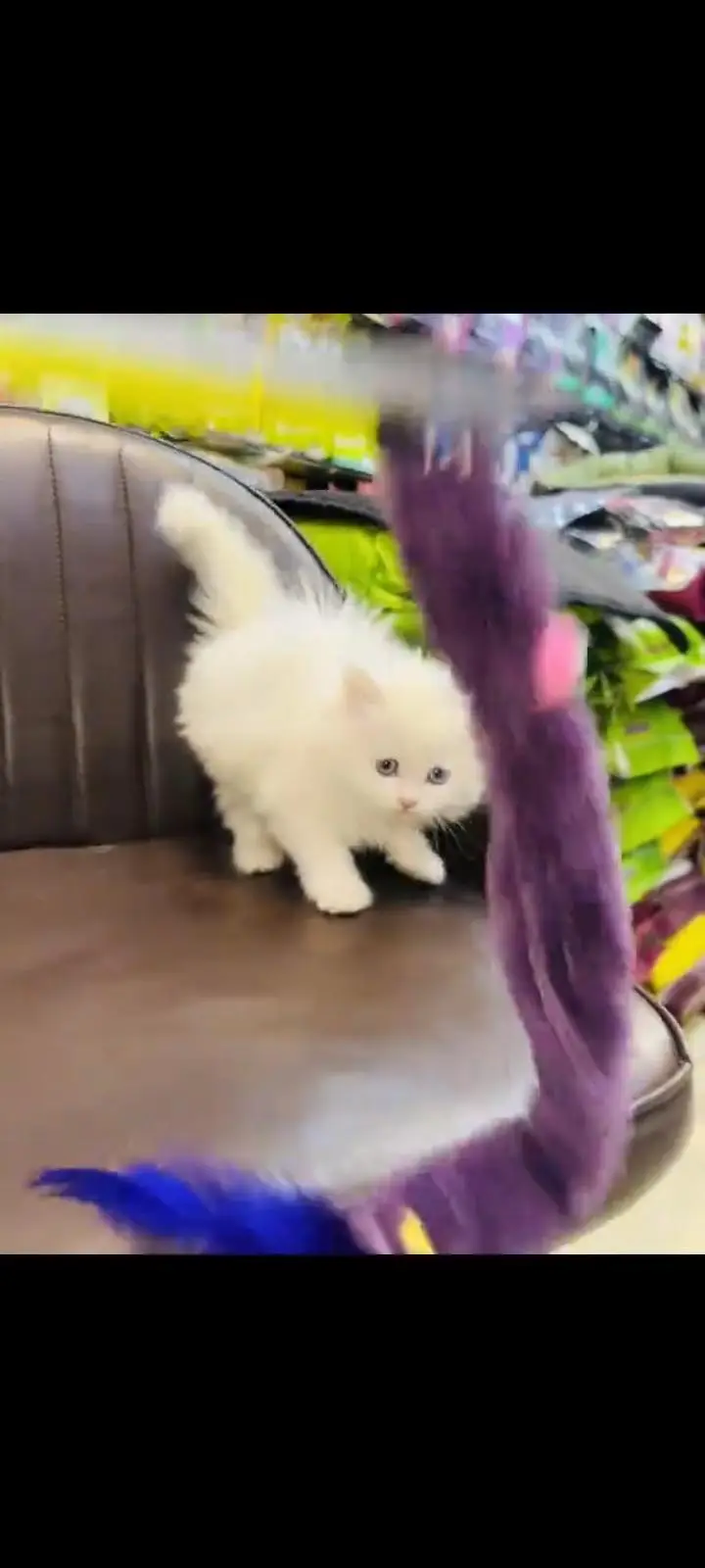 persian cat for sale — photo 3