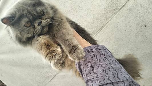 Persian kitten | Siamese | Blue Eyes | white| Cat | Persian | cat
