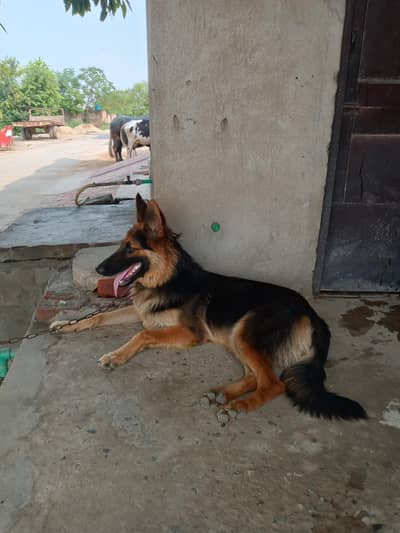 German shepherd available