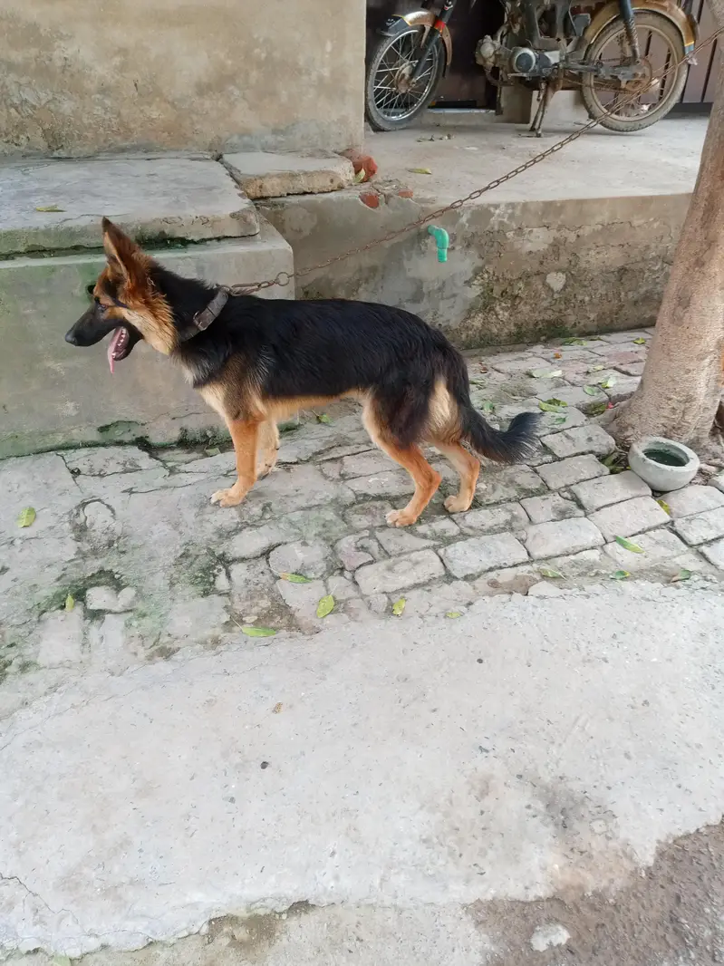 German shepherd available — photo 2