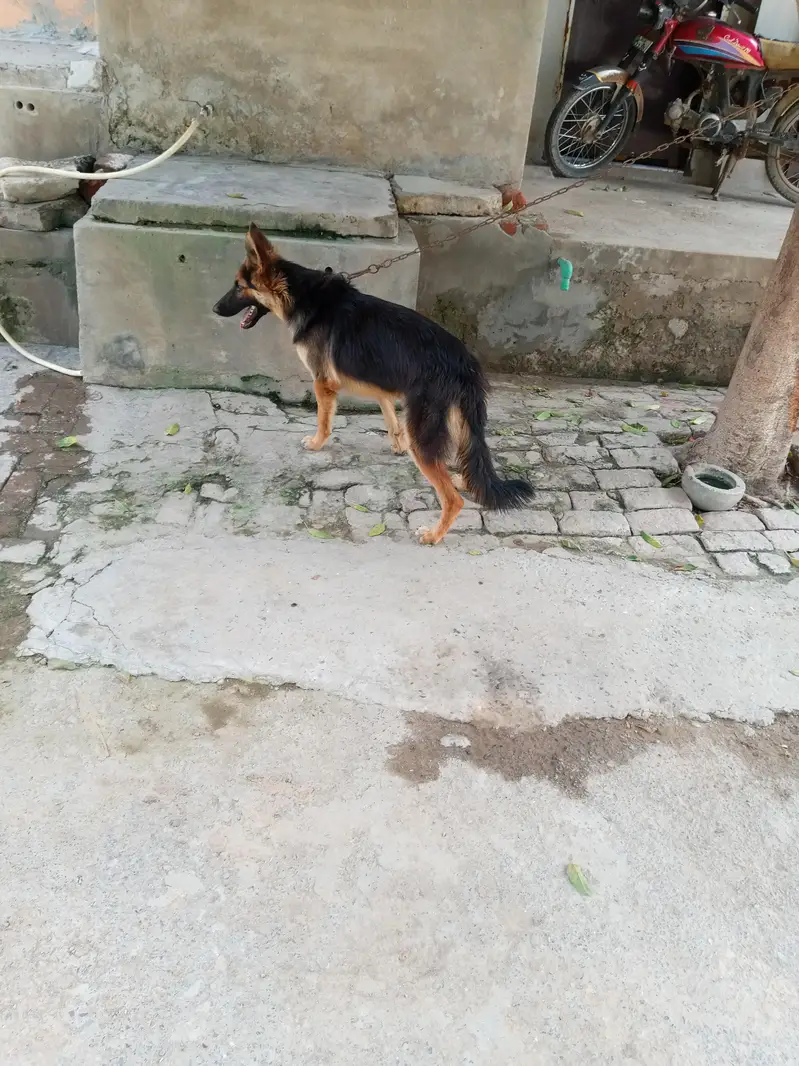 German shepherd available — photo 3