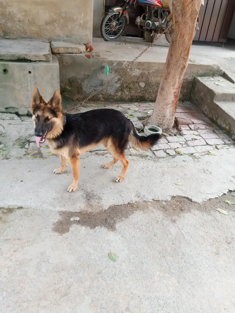 German shepherd available — photo 4