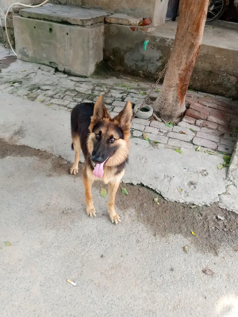 German shepherd available — photo 5