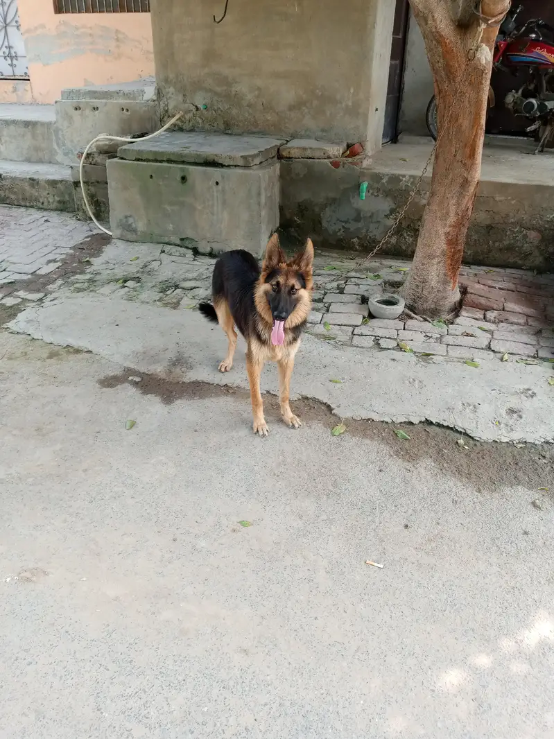 German shepherd available — photo 6