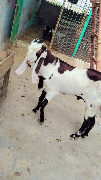 ghr ka Palawa hai bleat khasi hai
