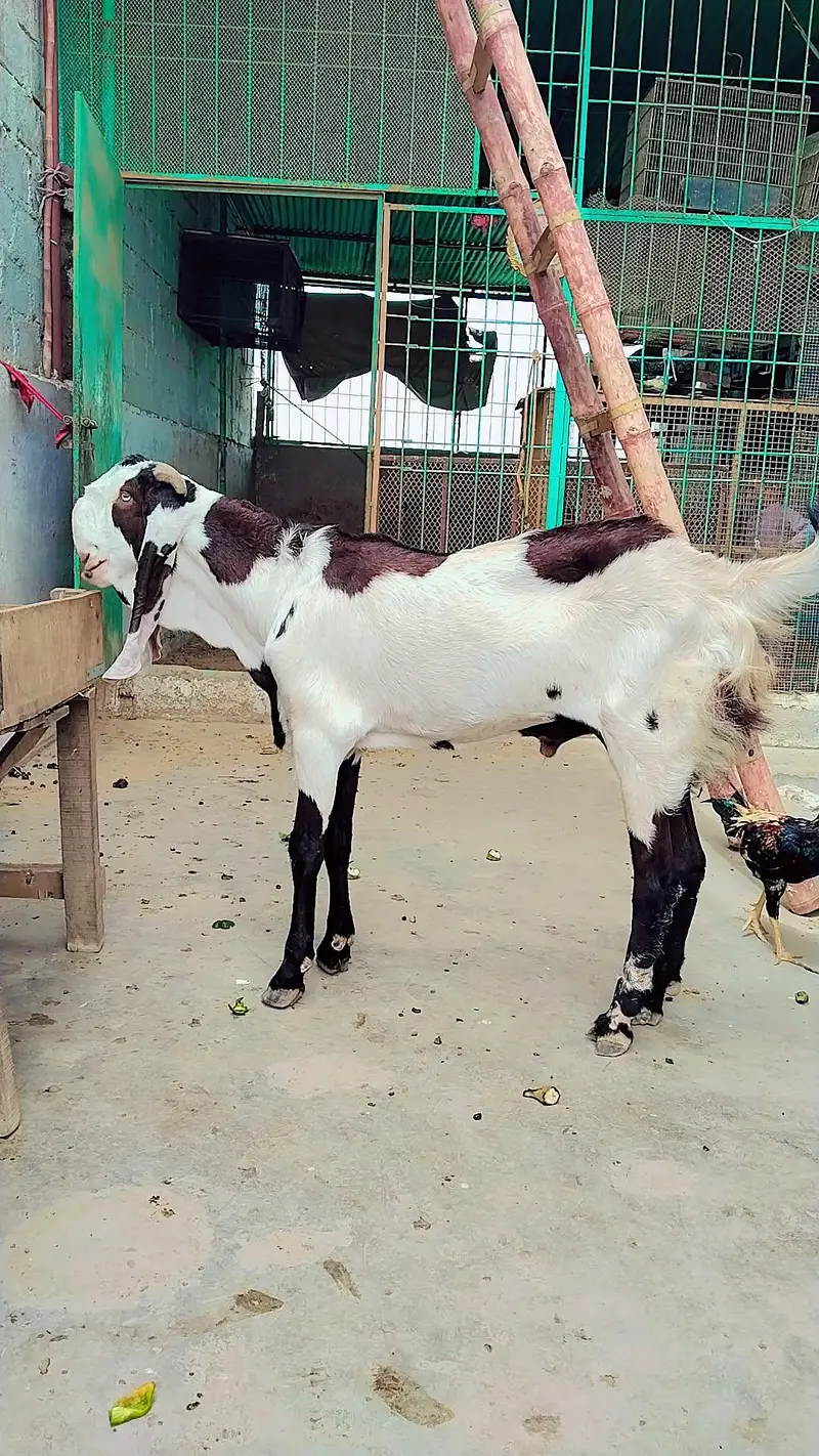 ghr ka Palawa hai bleat khasi hai — photo 2