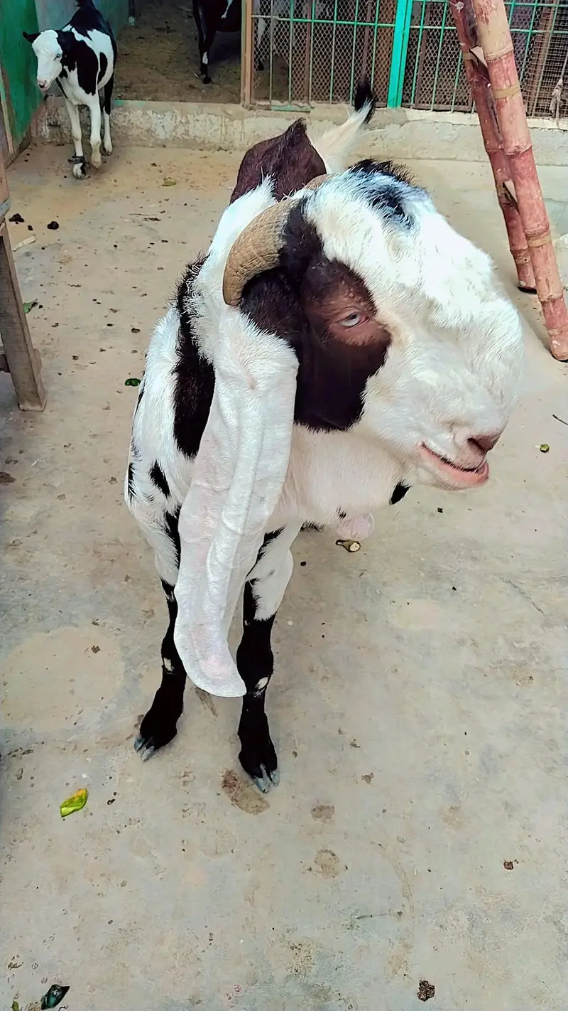 ghr ka Palawa hai bleat khasi hai — photo 3