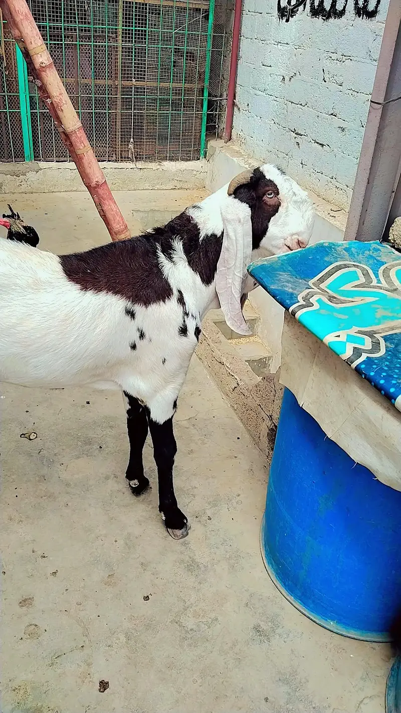 ghr ka Palawa hai bleat khasi hai — photo 4