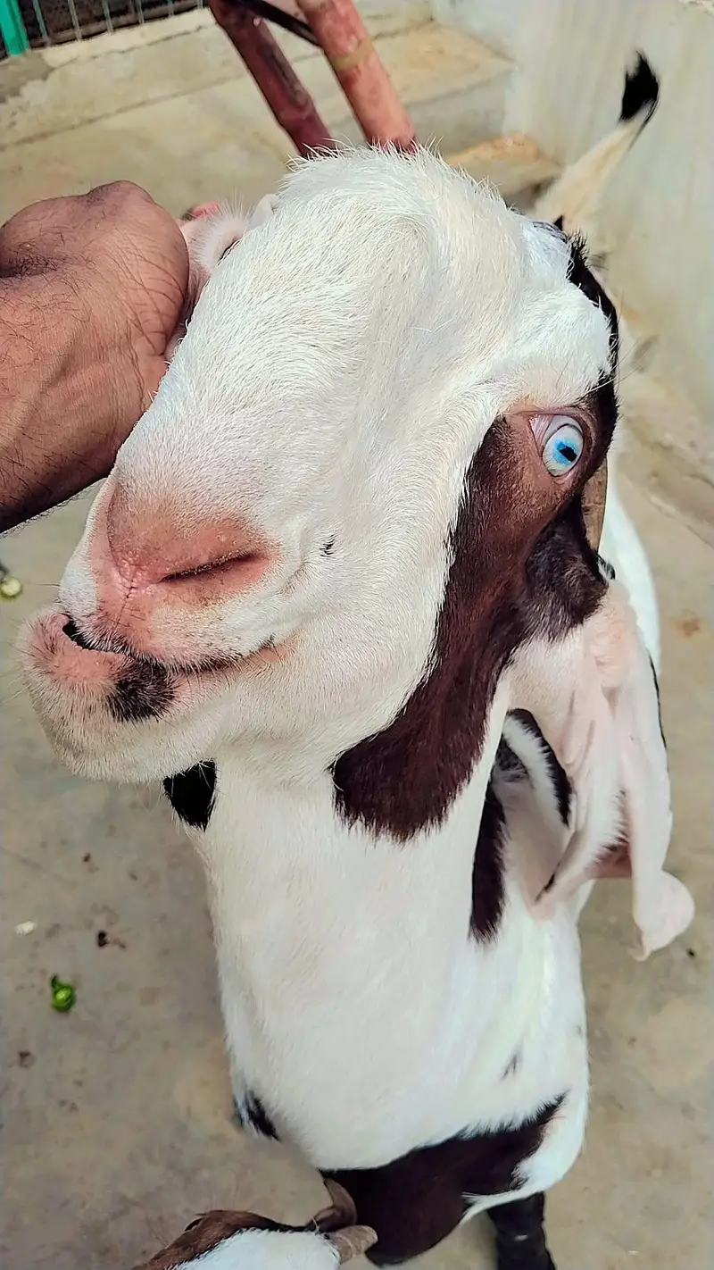 ghr ka Palawa hai bleat khasi hai — photo 5