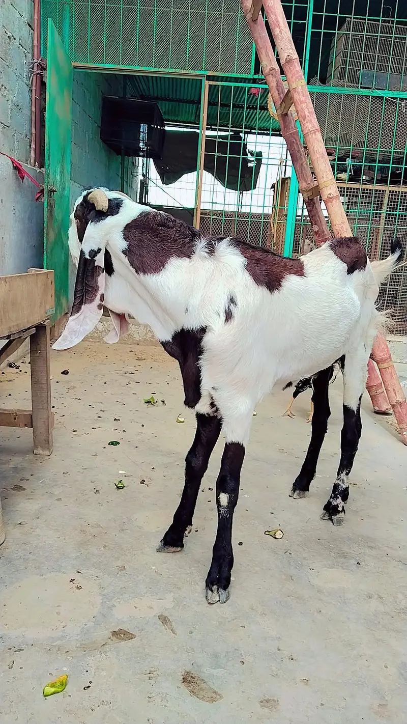 ghr ka Palawa hai bleat khasi hai — photo 6