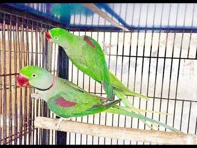Raw parrot breedar pair for sale multan
